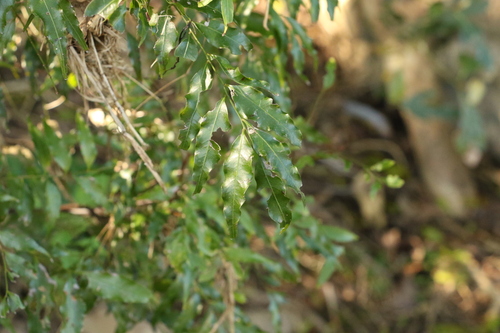 Image of Lepiderema pulchella by (c) Greg Tasney, some rights reserved (CC BY-SA)