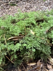 Hymenophyllum fujisanense
