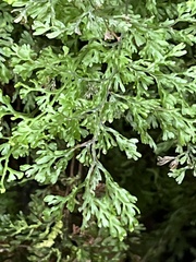 Hymenophyllum fujisanense