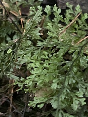 Hymenophyllum fujisanense