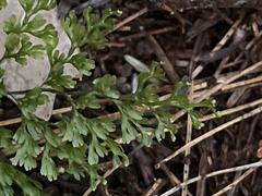 Hymenophyllum fujisanense