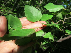 Betula fruticosa