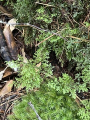 Hymenophyllum fujisanense
