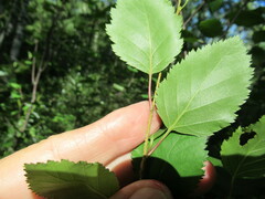 Betula fruticosa