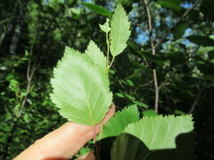 Betula fruticosa