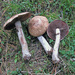 Blushing Wood Mushroom - Photo (c) Luis Ballester, some rights reserved (CC BY-NC), uploaded by Luis Ballester