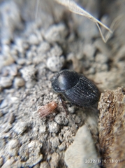Coleoptera