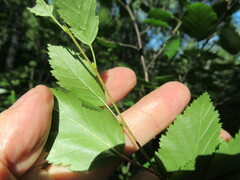 Betula fruticosa