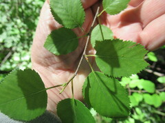 Betula fruticosa