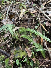 Asplenium normale normale