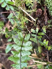 Asplenium normale normale