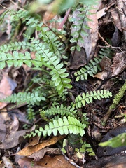 Asplenium normale normale