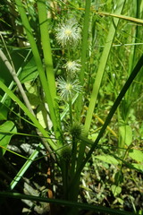 Sparganium emersum