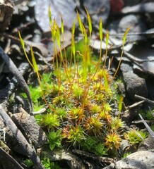 Syntrichia antarctica