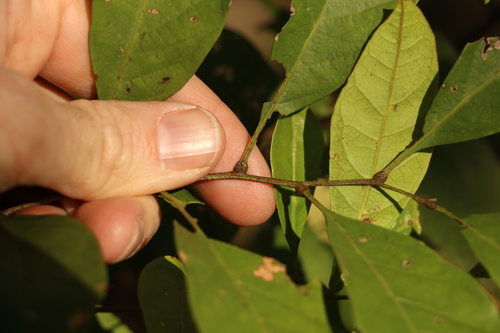 Image of Toechima dasyrrhache by (c) Greg Tasney, some rights reserved (CC BY-SA)