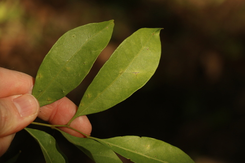 Image of Toechima dasyrrhache by (c) Greg Tasney, some rights reserved (CC BY-SA)