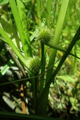 Sparganium emersum