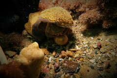 Austrodromidia octodentata