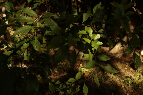 Image of Toechima dasyrrhache by (c) Greg Tasney, some rights reserved (CC BY-SA)
