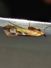 Limnephilus marmoratus