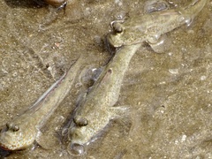 Periophthalmodon schlosseri