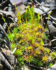 Syntrichia antarctica