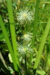Sparganium emersum