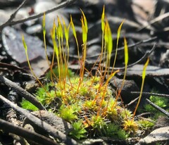 Syntrichia antarctica