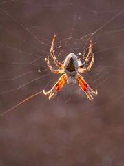 Backobourkia collina