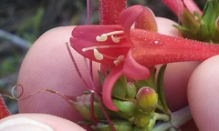 Penstemon rostriflorus