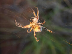 Backobourkia collina