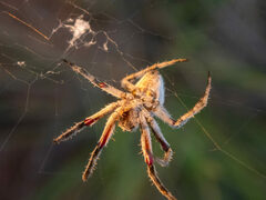 Backobourkia collina