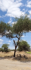 Balanites aegyptiaca