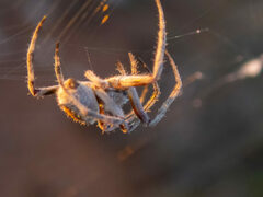 Backobourkia collina