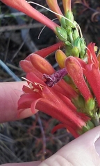 Penstemon rostriflorus