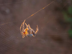 Backobourkia collina