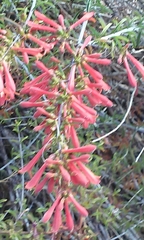 Penstemon rostriflorus