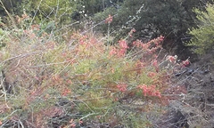 Penstemon rostriflorus