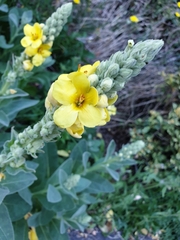 Verbascum densiflorum