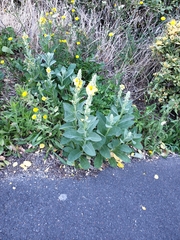 Verbascum densiflorum