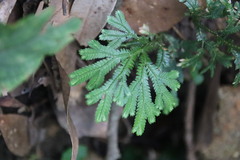 Selaginella doederleinii