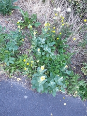 Verbascum densiflorum