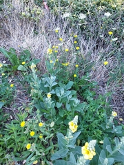 Verbascum densiflorum