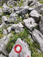 Saxifraga hostii