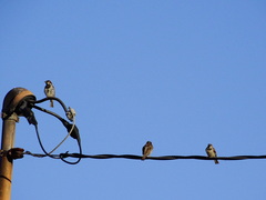 Passer domesticus