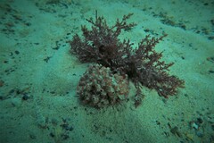 Stolonica australis