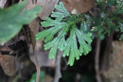 Selaginella doederleinii