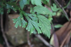 Selaginella doederleinii