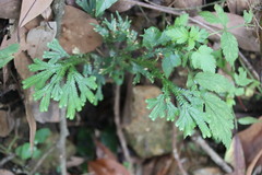 Selaginella doederleinii