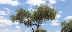 Balanites aegyptiaca